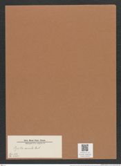 Pyxilla cornuta Pont. (de-Toni-Nr.: Genus 164, Species 4265) Zeichnungen Sammlung Grunow Mappe 04246 (Herbarium_W_Grunow_drawings_Folder_04246)